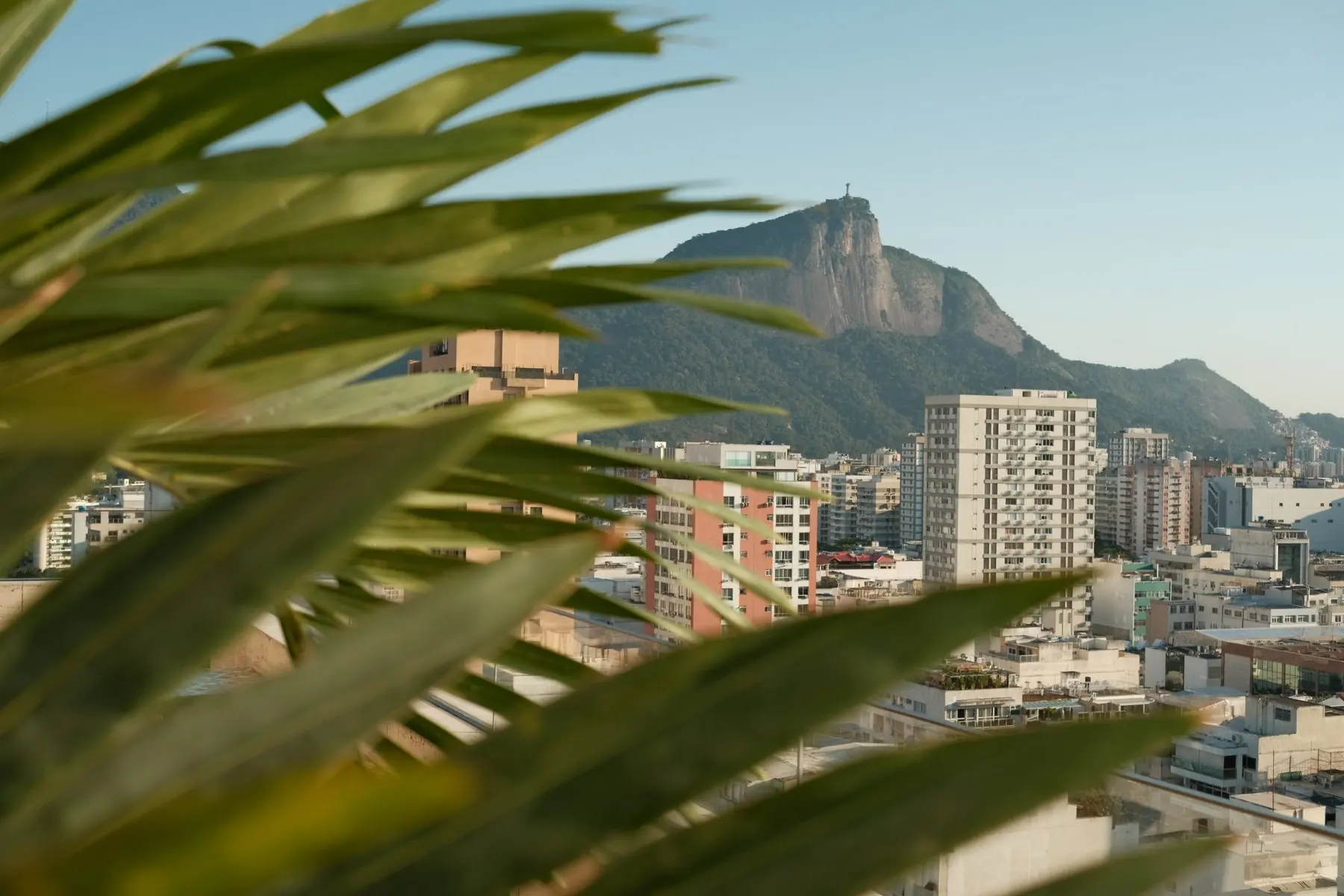 Corcovado and Christ the Redeemer above the rooftops of Leblon, framed by palm fronds